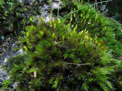 Racomitrium sudeticum
