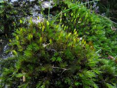 Racomitrium sudeticum