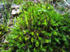 Racomitrium sudeticum