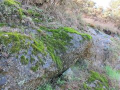 Racomitrium sudeticum