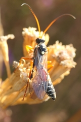 Eutanyacra licitatoria