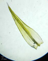 Racomitrium sudeticum
