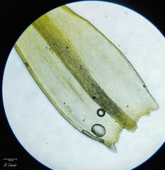 Racomitrium sudeticum