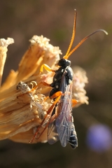 Eutanyacra licitatoria