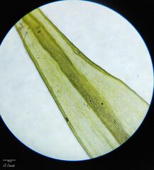 Racomitrium sudeticum
