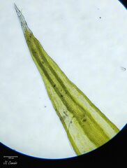 Racomitrium sudeticum