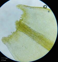 Racomitrium sudeticum