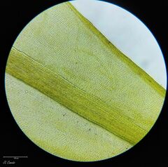Racomitrium sudeticum