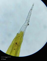 Racomitrium sudeticum