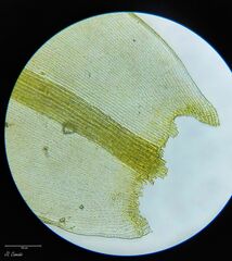 Racomitrium sudeticum