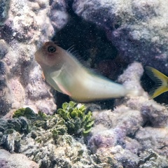 Ophioblennius macclurei