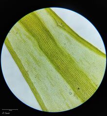 Racomitrium sudeticum
