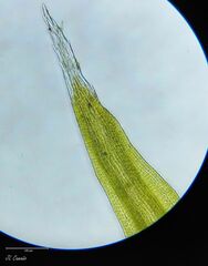 Racomitrium sudeticum