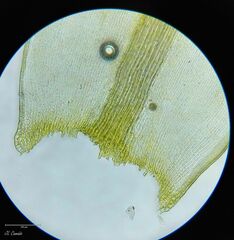 Racomitrium sudeticum