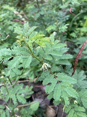 Mimoseae