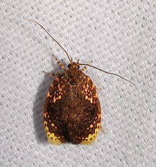 Gonionota