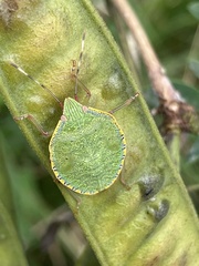 Loxa viridis