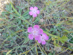 Dianthus chinensis