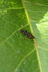 Ichneumon promissorius