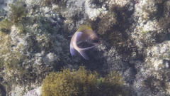 Holocentrus adscensionis