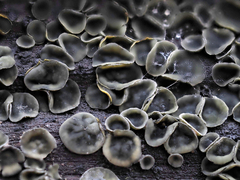 Chlorosplenium chlora