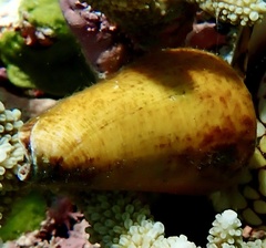 Conus caracteristicus