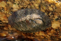 Acanthopleura gemmata