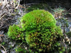 Imbribryum alpinum