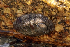 Acanthopleura gemmata