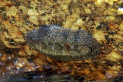 Acanthopleura gemmata