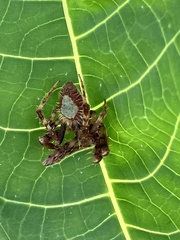 Eriophora ravilla