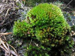 Imbribryum alpinum