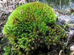 Imbribryum alpinum