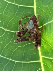 Eriophora ravilla