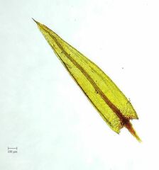 Imbribryum alpinum