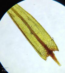 Imbribryum alpinum