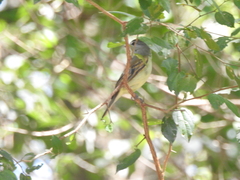 Pachyramphus polychopterus