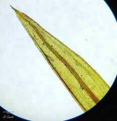 Imbribryum alpinum