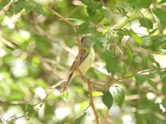 Pachyramphus polychopterus