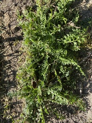 Lepidium