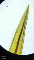 Imbribryum alpinum