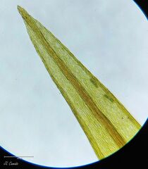 Imbribryum alpinum