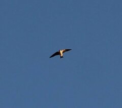 Tachycineta albilinea