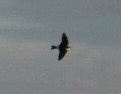 Tachycineta albilinea