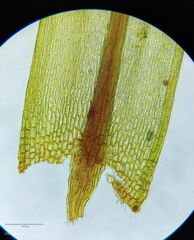 Imbribryum alpinum