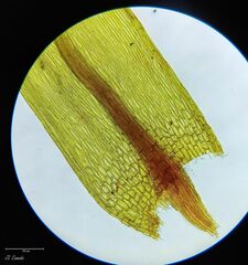 Imbribryum alpinum