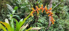 Guzmania multiflora