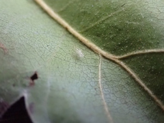 Trichopsocus
