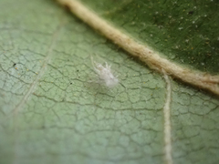 Trichopsocus