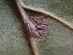 Trichopsocus